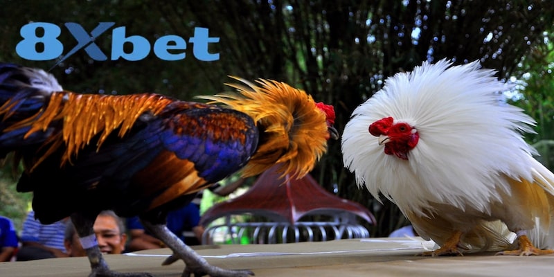 Lựa chọn 8xbet chơi đá gà cựa dao