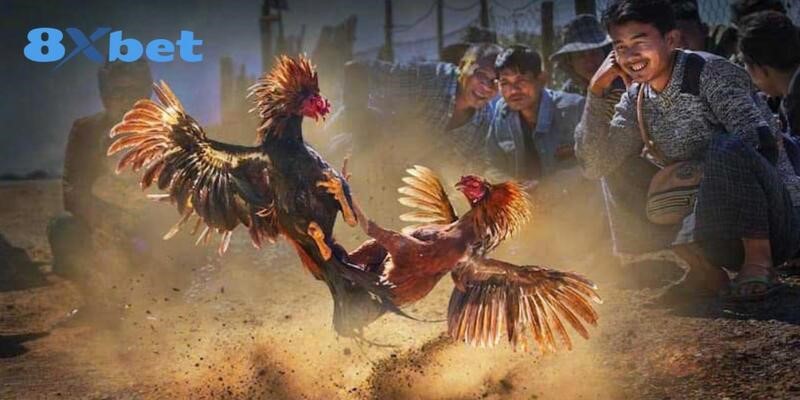 Khám phá một số thể loại đá gà thomo siêu hấp dẫn
